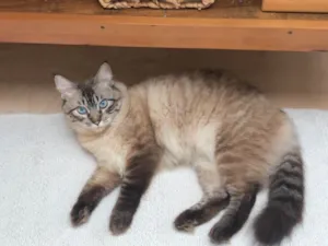 Gato raça SRD-ViraLata idade 3 anos nome Bolacha