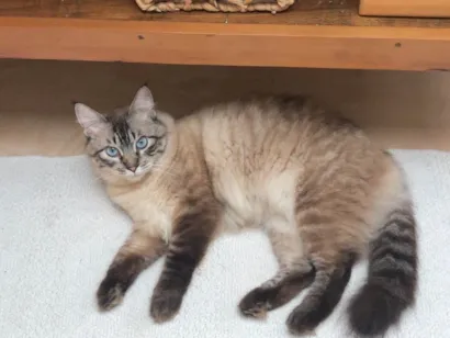 Gato raça SRD-ViraLata idade 3 anos nome Bolacha