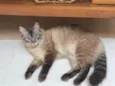 Bolacha
