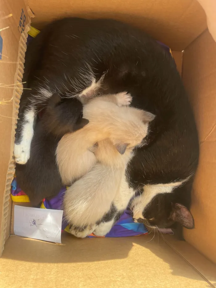 Gato ra a SRD-ViraLata idade Abaixo de 2 meses nome Sem nome