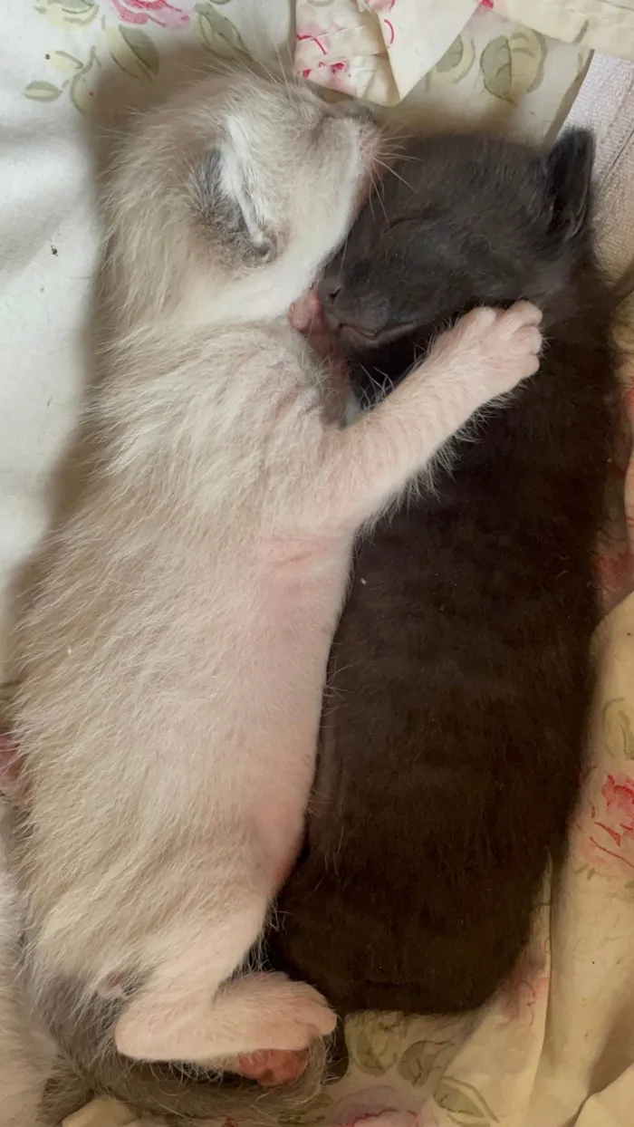Gato ra a SRD-ViraLata idade Abaixo de 2 meses nome Sem nome
