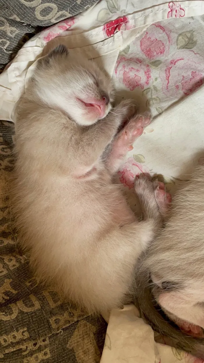 Gato ra a SRD-ViraLata idade Abaixo de 2 meses nome Sem nome