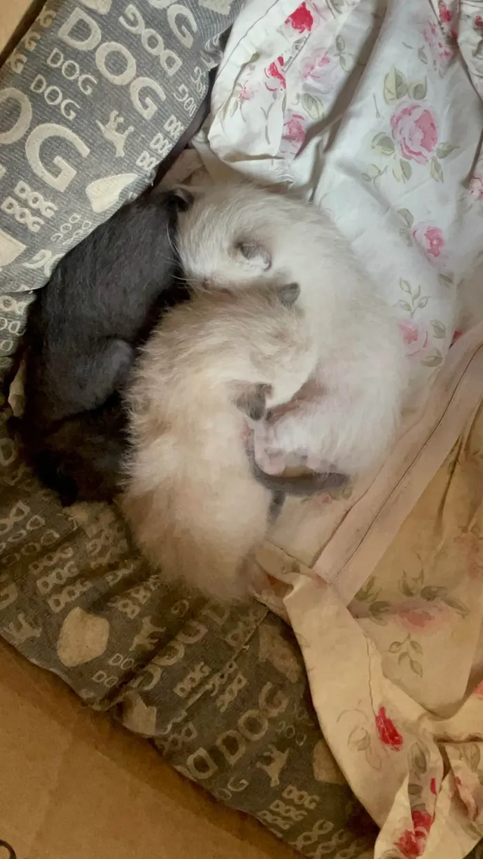 Gato ra a SRD-ViraLata idade Abaixo de 2 meses nome Sem nome