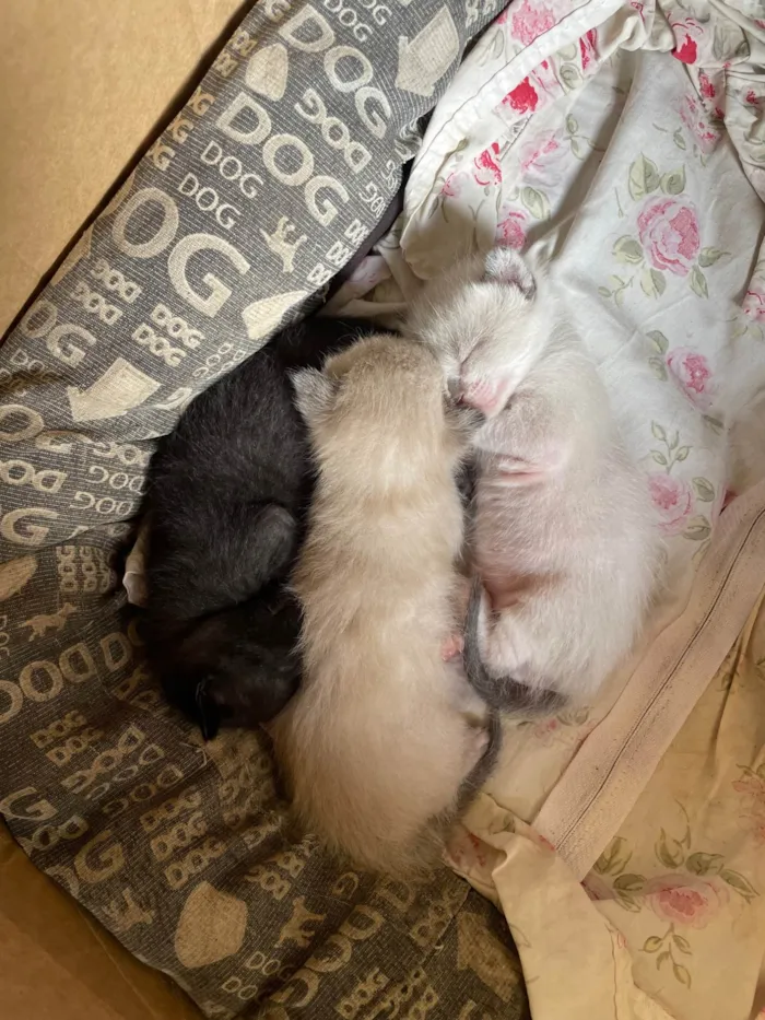 Gato ra a SRD-ViraLata idade Abaixo de 2 meses nome Sem nome