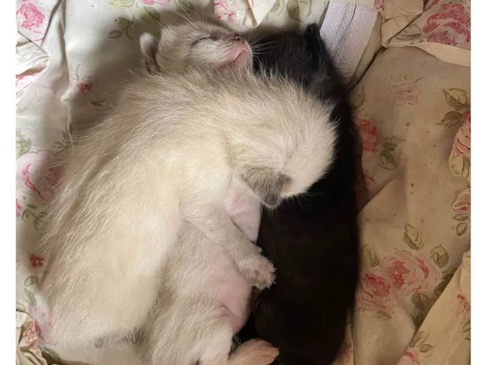 Gato ra a SRD-ViraLata idade Abaixo de 2 meses nome Sem nome