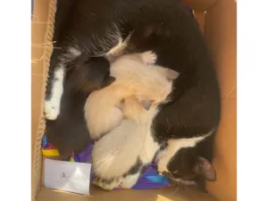 Gato raça SRD-ViraLata idade Abaixo de 2 meses nome Sem nome