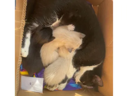 Gato raça SRD-ViraLata idade Abaixo de 2 meses nome Sem nome