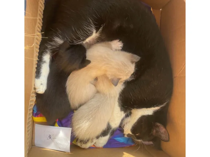 Gato ra a SRD-ViraLata idade Abaixo de 2 meses nome Sem nome