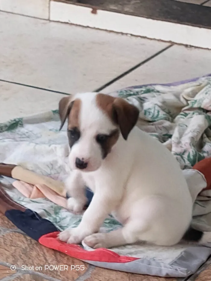 Cachorro ra a SRD-ViraLata idade 2 a 6 meses nome FABIO HENRIQUE DA SILVA SANTANA