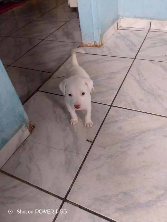 Cachorro ra a SRD-ViraLata idade 2 a 6 meses nome FABIO HENRIQUE DA SILVA SANTANA