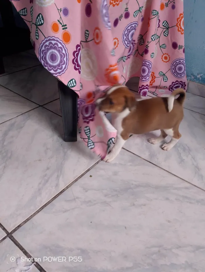 Cachorro ra a SRD-ViraLata idade 2 a 6 meses nome FABIO HENRIQUE DA SILVA SANTANA