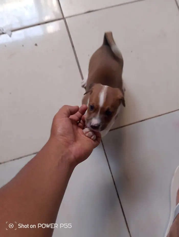 Cachorro ra a SRD-ViraLata idade 2 a 6 meses nome FABIO HENRIQUE DA SILVA SANTANA