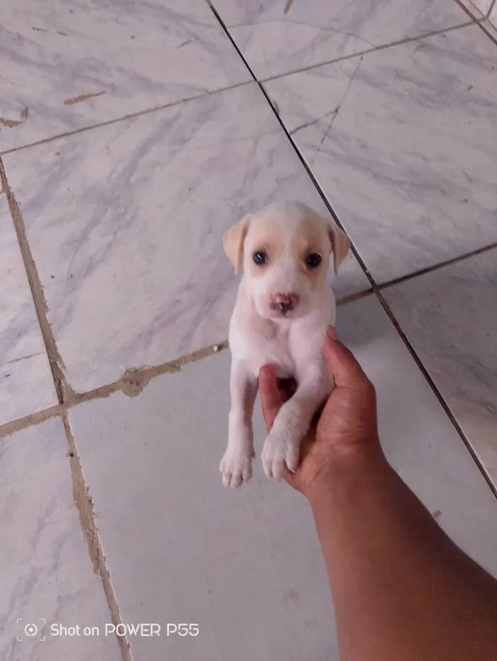 Cachorro ra a SRD-ViraLata idade 2 a 6 meses nome FABIO HENRIQUE DA SILVA SANTANA