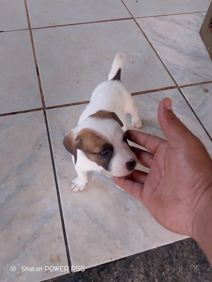 Cachorro ra a SRD-ViraLata idade 2 a 6 meses nome FABIO HENRIQUE DA SILVA SANTANA