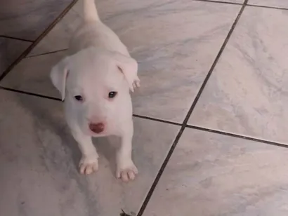 Cachorro raça SRD-ViraLata idade 2 a 6 meses nome FABIO HENRIQUE DA SILVA SANTANA