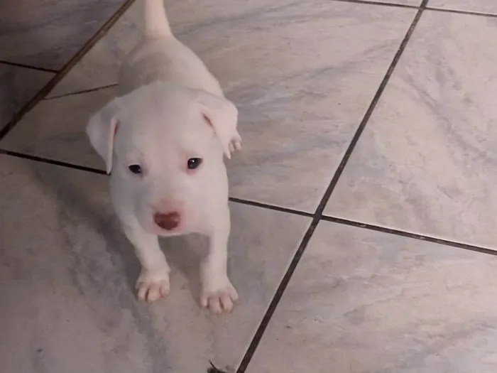 Cachorro ra a SRD-ViraLata idade 2 a 6 meses nome FABIO HENRIQUE DA SILVA SANTANA