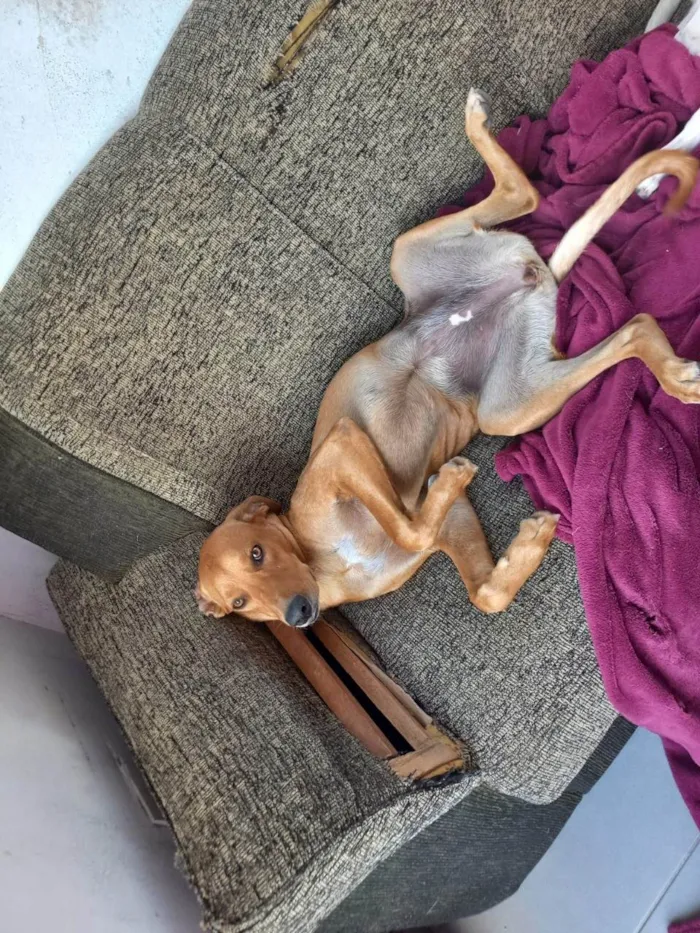 Cachorro ra a SRD-ViraLata idade 1 ano nome Dina