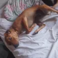 Dina