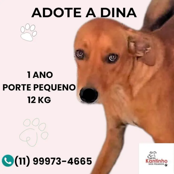 Cachorro ra a SRD-ViraLata idade 1 ano nome Dina