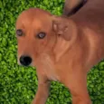 Dina