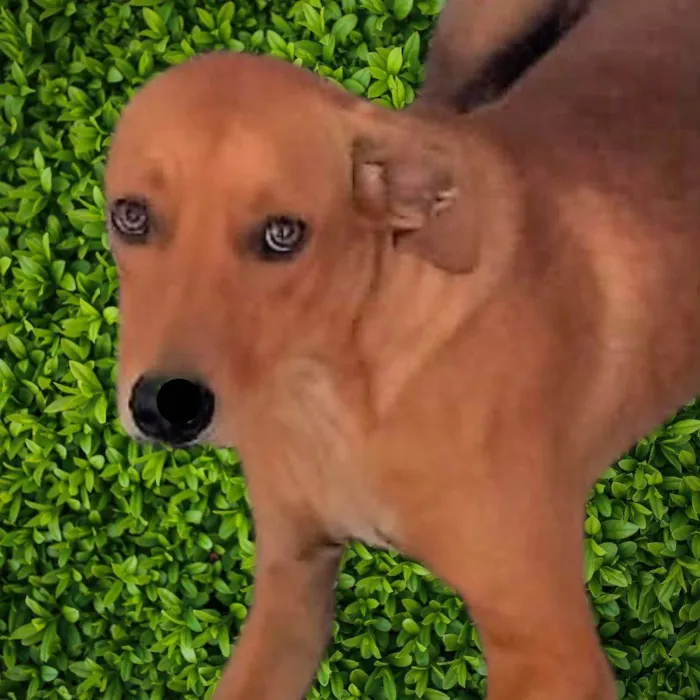 Cachorro ra a SRD-ViraLata idade 1 ano nome Dina