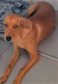 Dina