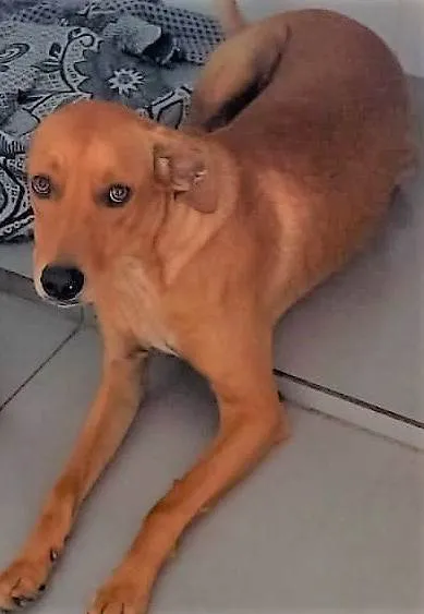 Cachorro ra a SRD-ViraLata idade 1 ano nome Dina