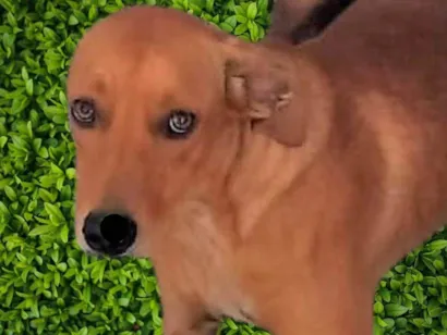 Cachorro raça SRD-ViraLata idade 1 ano nome Dina