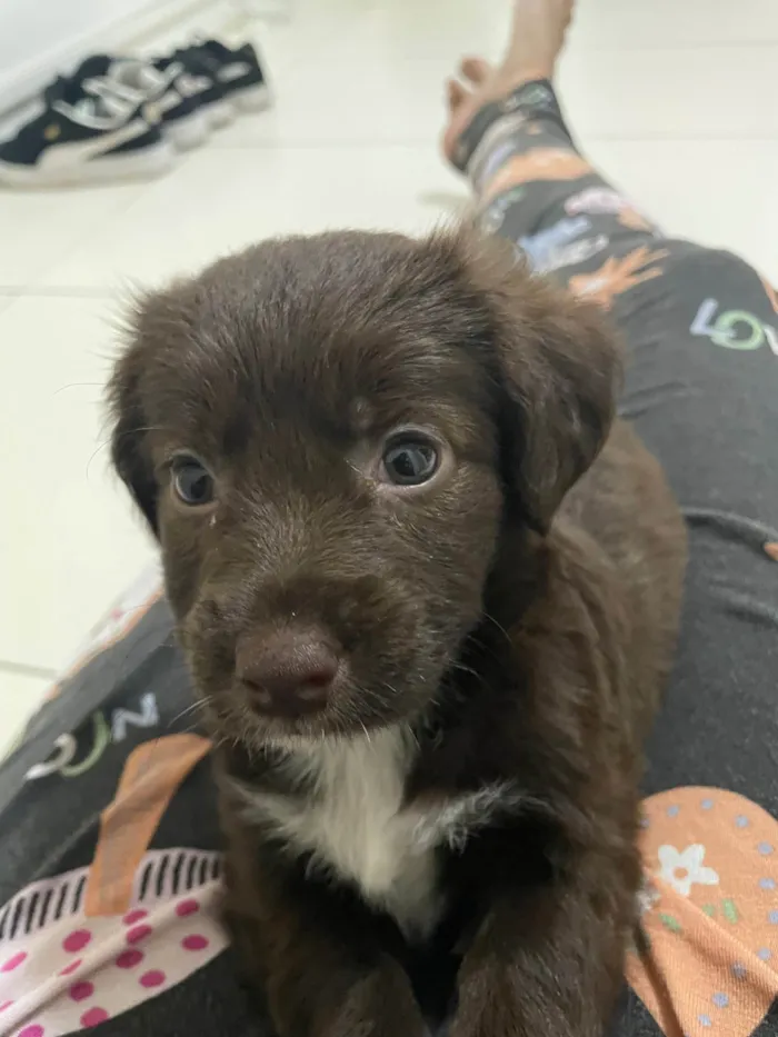 Cachorro ra a SRD-ViraLata idade 2 a 6 meses nome Astro