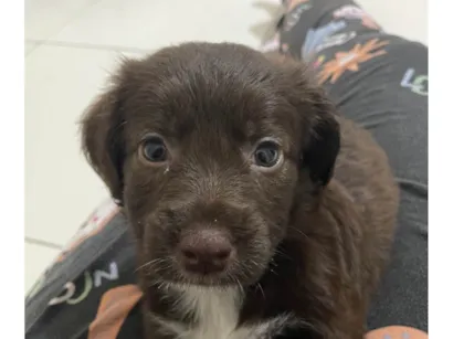 Cachorro raça SRD-ViraLata idade 2 a 6 meses nome Astro