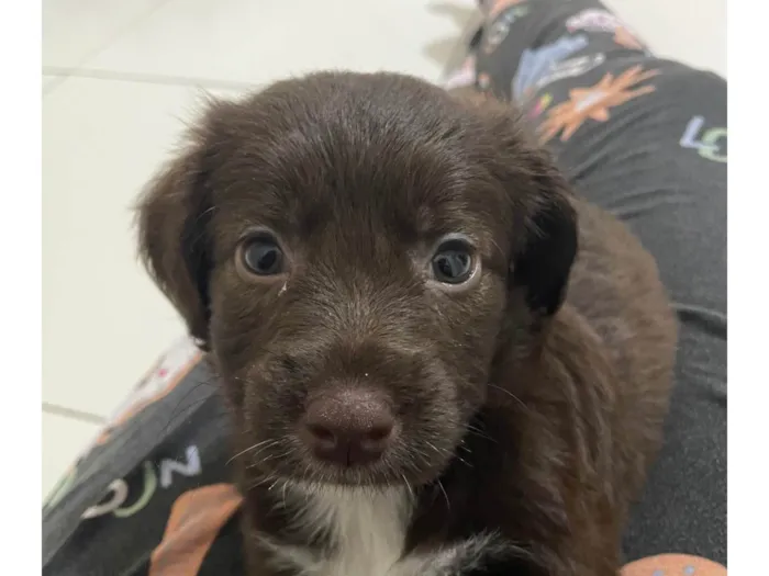 Cachorro ra a SRD-ViraLata idade 2 a 6 meses nome Astro