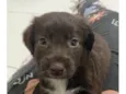 Astro