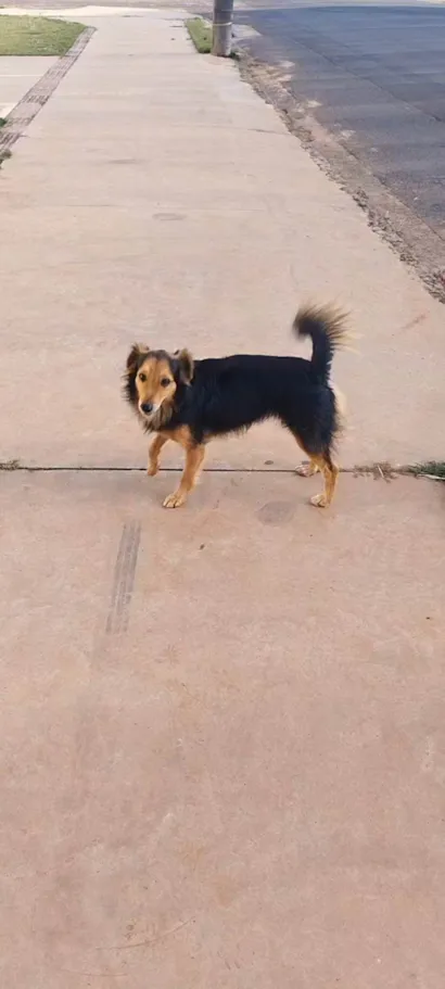 Cachorro raça SRD-ViraLata idade 2 a 6 meses nome Paçoca 