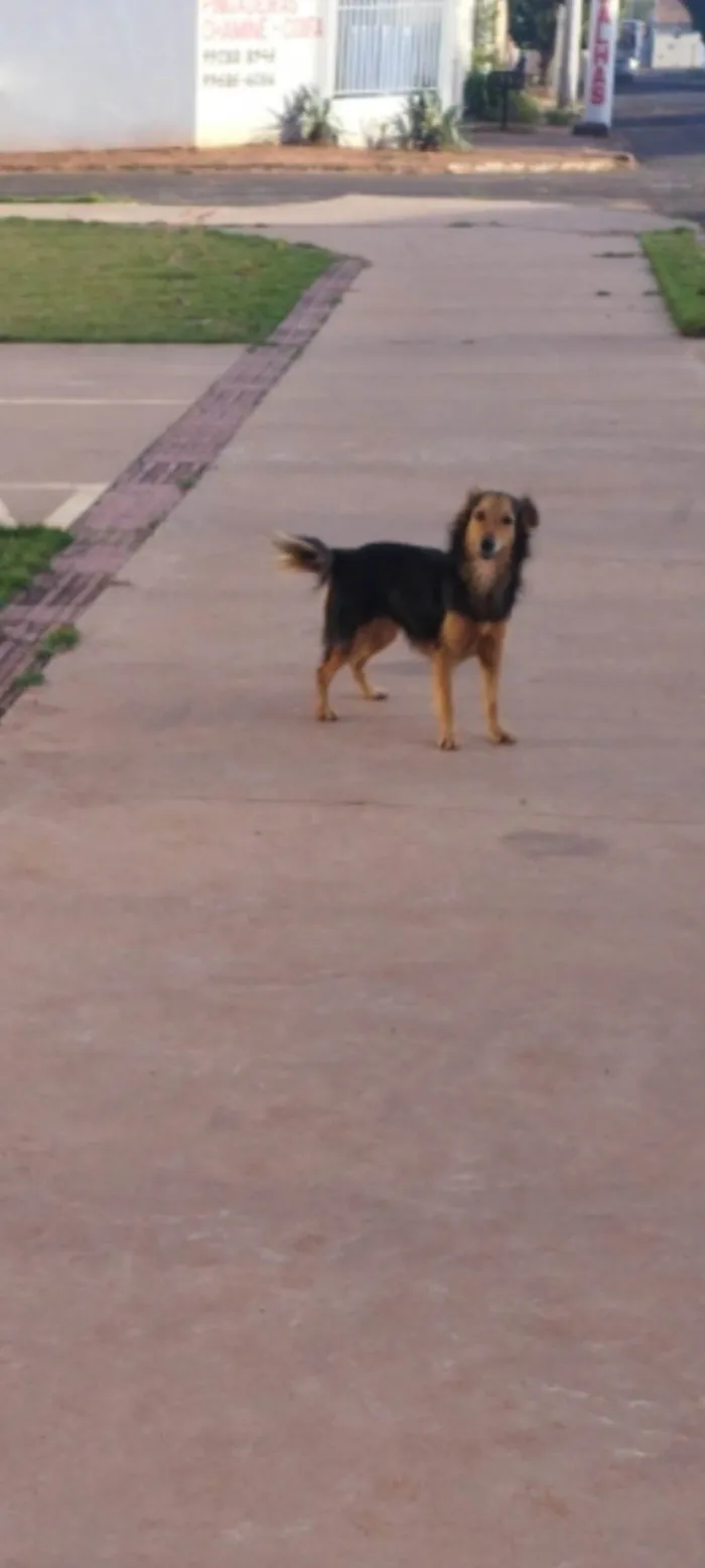 Cachorro ra a SRD-ViraLata idade 2 a 6 meses nome Paçoca 
