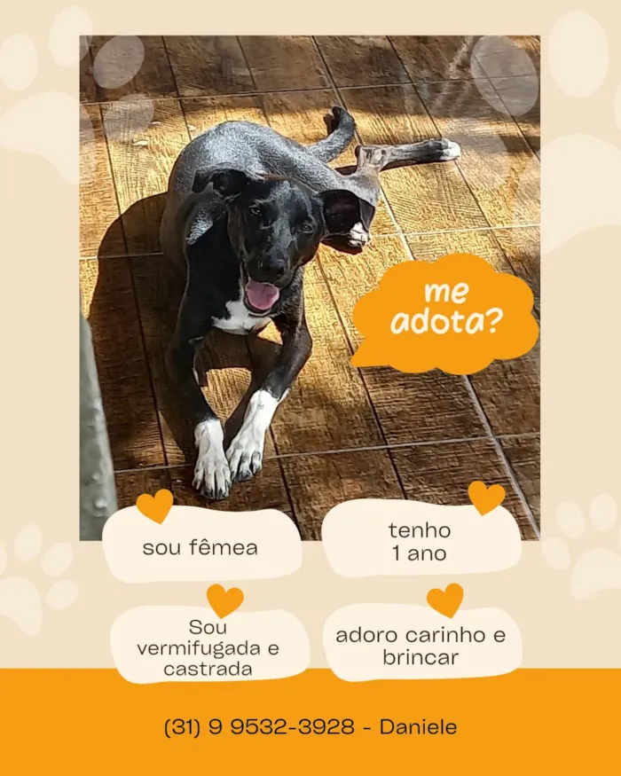 Cachorro ra a SRD-ViraLata idade 1 ano nome Lua