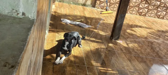 Cachorro ra a SRD-ViraLata idade 1 ano nome Lua