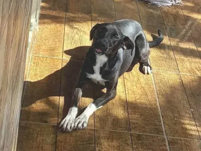 Cachorro raça SRD-ViraLata idade 1 ano nome Lua