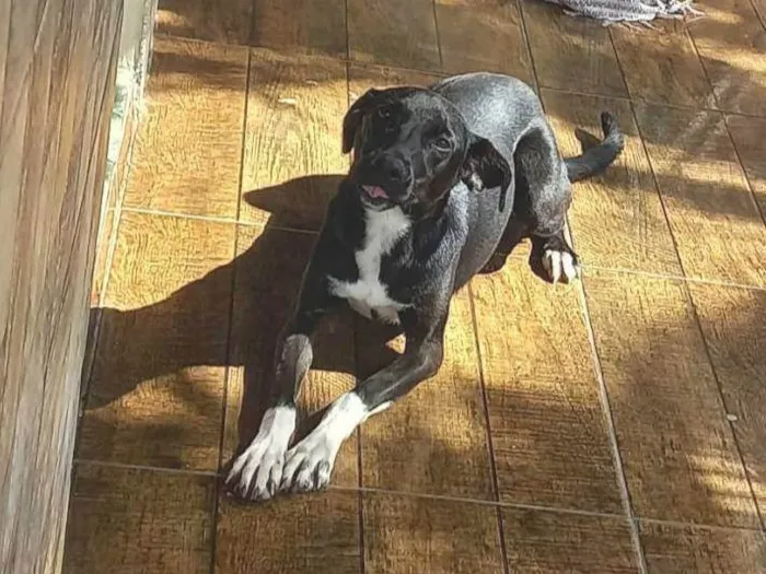 Cachorro ra a SRD-ViraLata idade 1 ano nome Lua