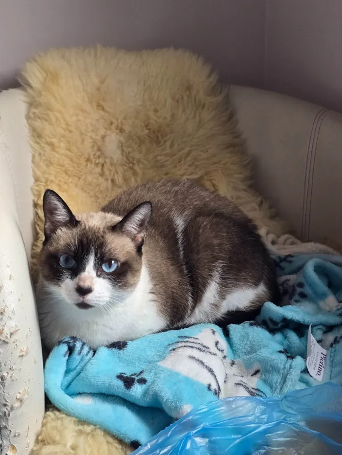 Gato ra a SRD-ViraLata idade 6 ou mais anos nome Lisa