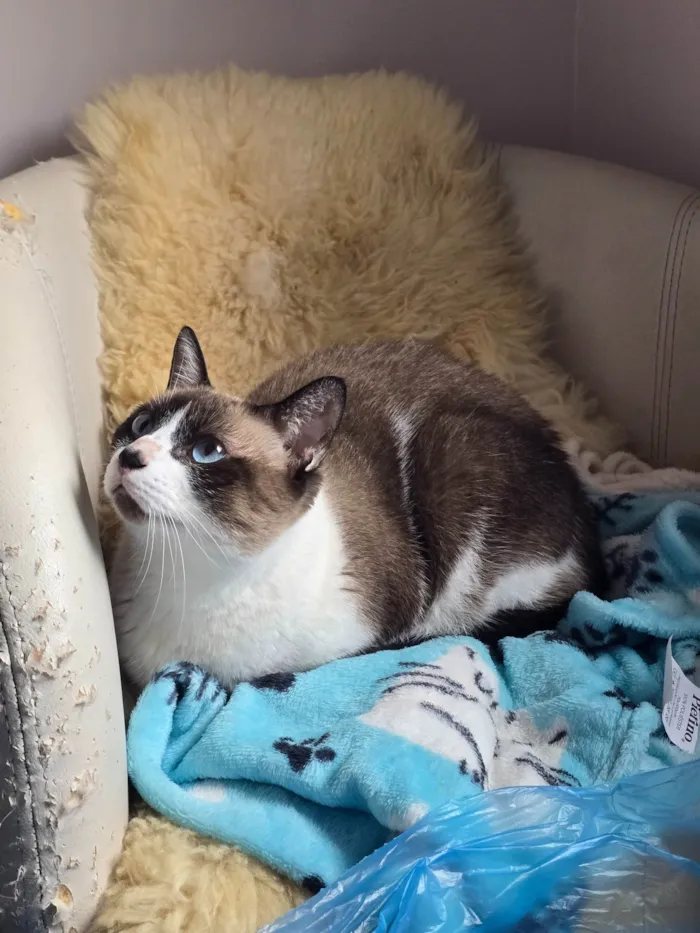 Gato ra a SRD-ViraLata idade 6 ou mais anos nome Lisa