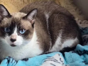 Gato raça SRD-ViraLata idade 6 ou mais anos nome Lisa