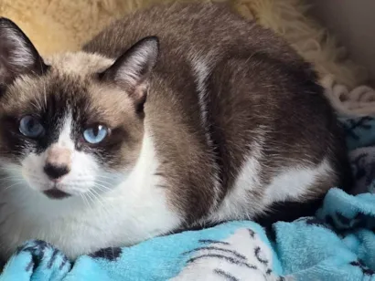 Gato raça SRD-ViraLata idade 6 ou mais anos nome Lisa