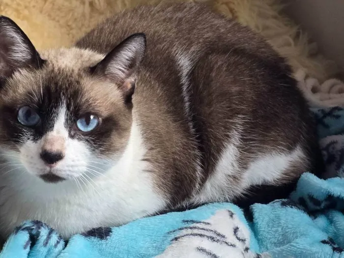 Gato ra a SRD-ViraLata idade 6 ou mais anos nome Lisa