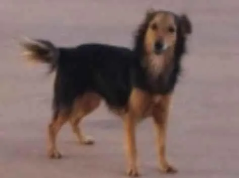 Cachorro ra a SRD-ViraLata idade 2 a 6 meses nome Paçoca 