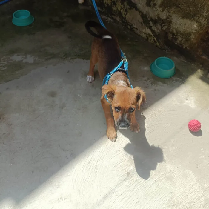 Cachorro ra a SRD-ViraLata idade 2 a 6 meses nome Toddy