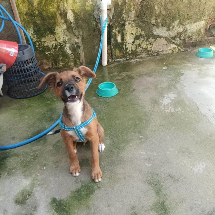 Cachorro ra a SRD-ViraLata idade 2 a 6 meses nome Toddy