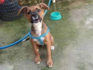 Cachorro raça SRD-ViraLata idade 2 a 6 meses nome Toddy