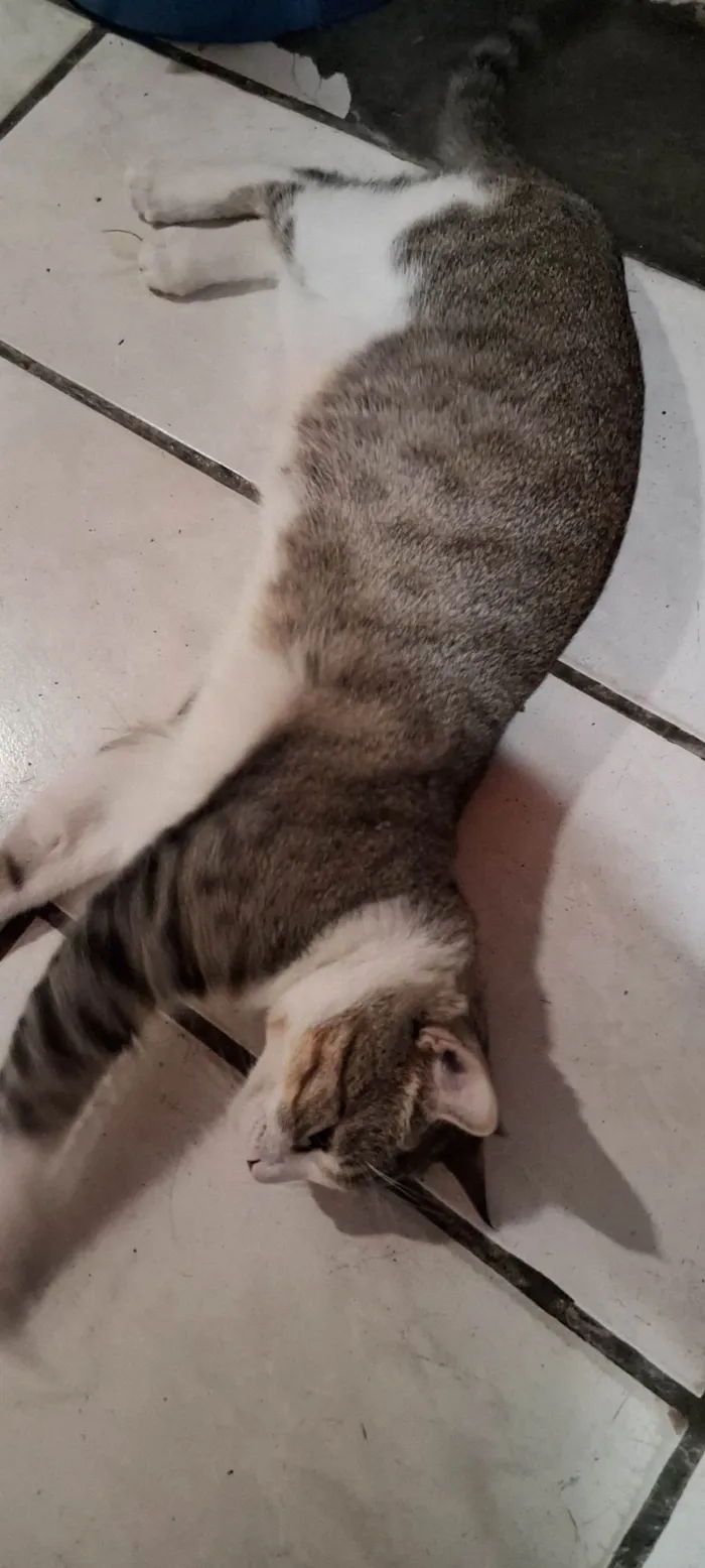 Gato ra a SRD-ViraLata idade 1 ano nome Lion
