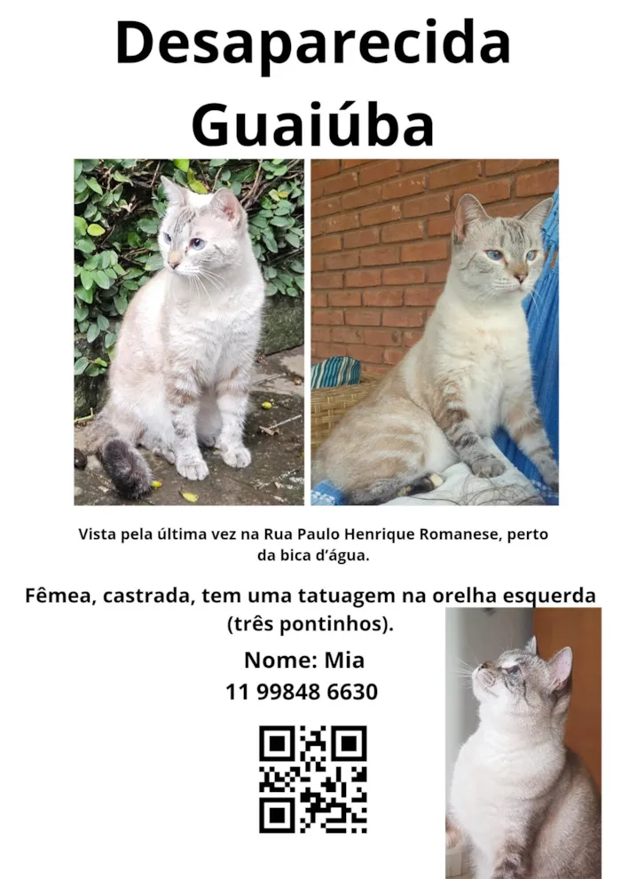 Gato ra a SRD-ViraLata idade 4 anos nome Yara Tropea
