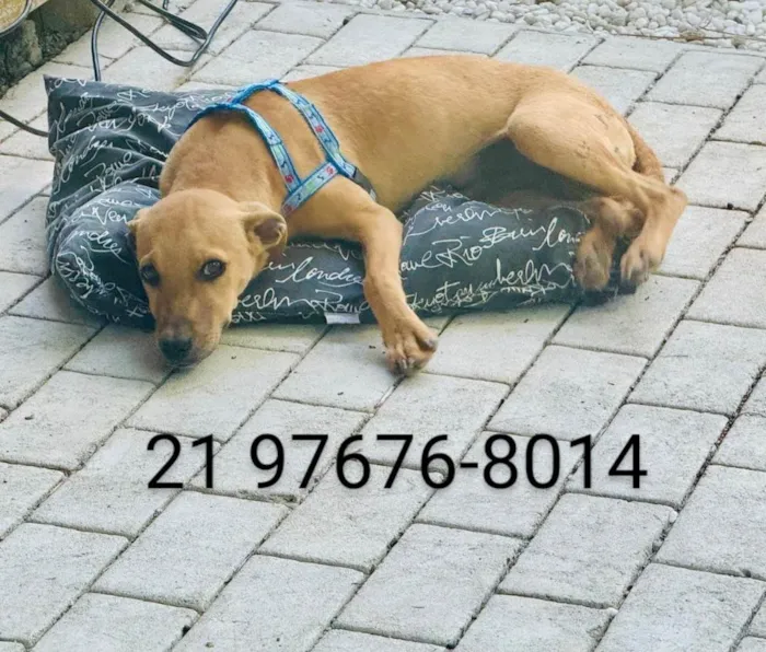 Cachorro ra a SRD-ViraLata idade 2 a 6 meses nome José (zezinho) 